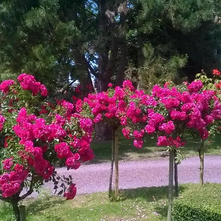 La Pomme Rouge
